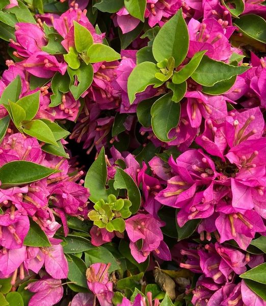 Bougainvillea 'Mini Thai'